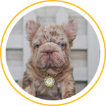 bulldog-frances