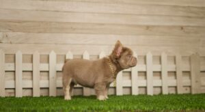 La importancia de escoger un Bulldog Francés​