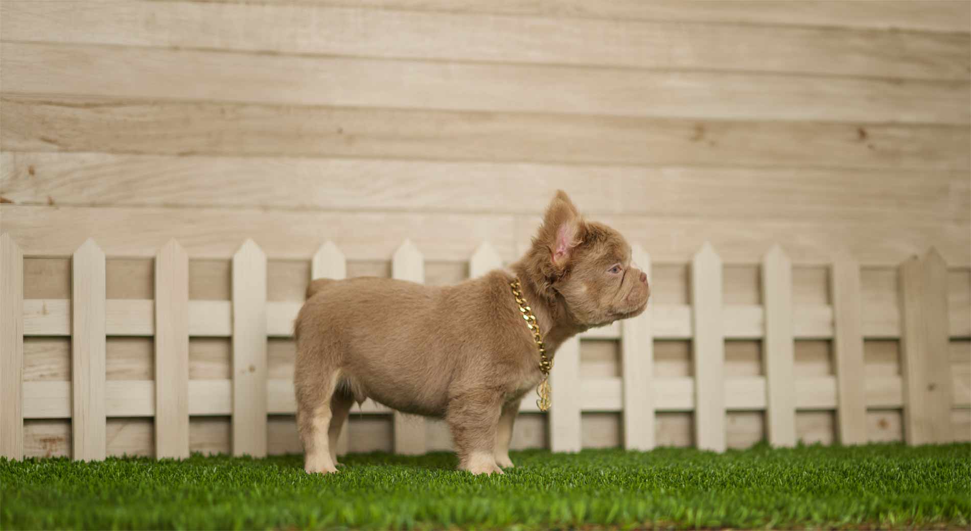 La importancia de escoger un Bulldog Francés​