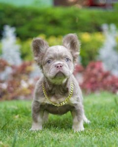 perro-adopcion-dos